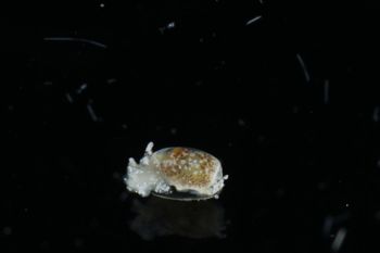 Media type: image;   Malacology 393732 Description: live specimen;